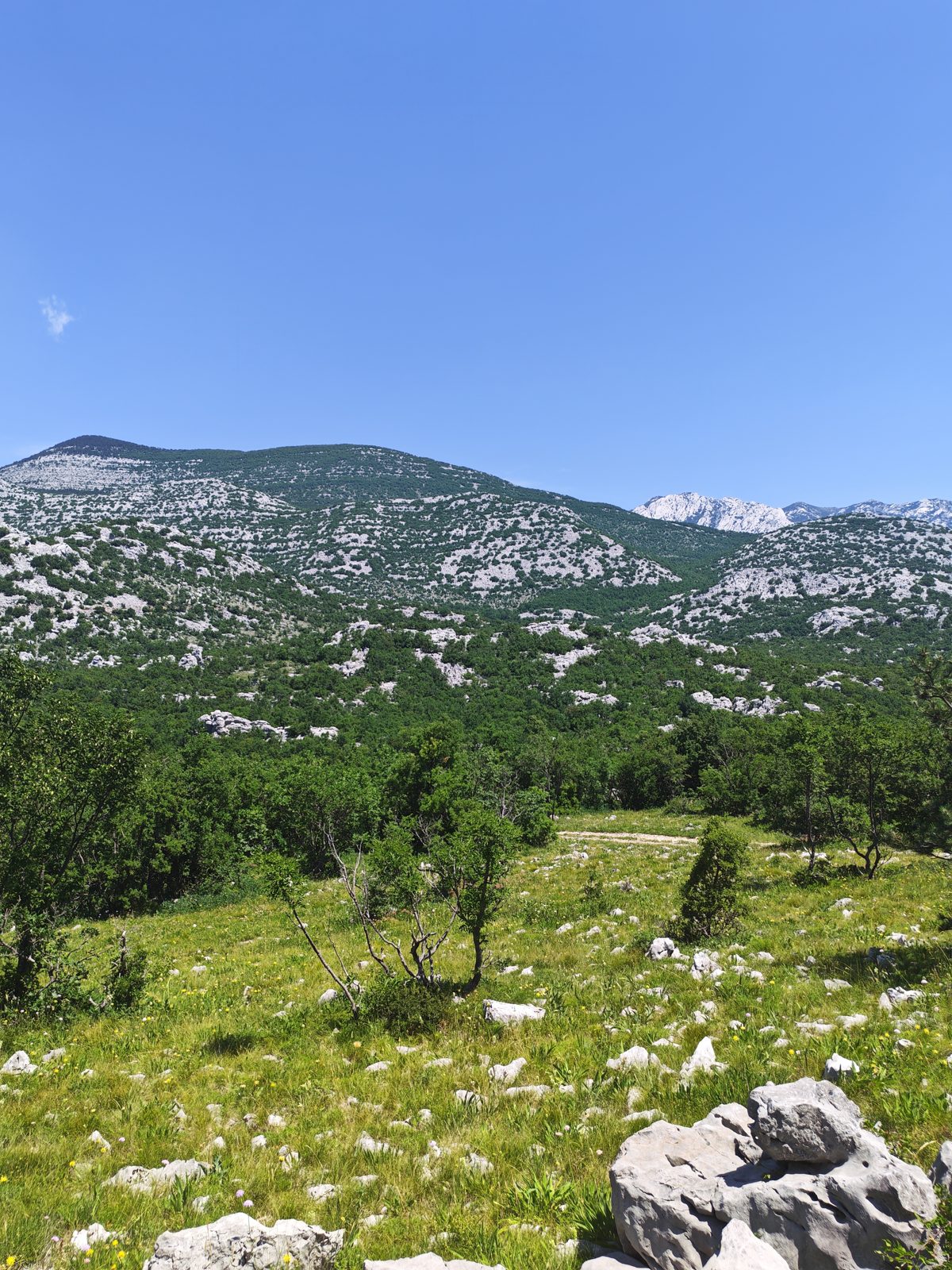 Grüne Karsthochebene vor den Gipfeln des Velebit