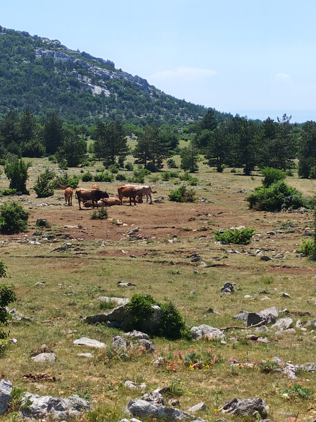 Weite Hochebene Veliko Rujno mit weidenden Tieren